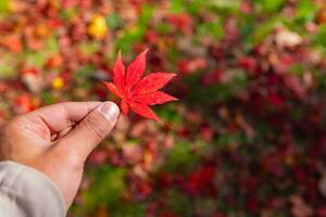 rosso foglia con mano a kasagiyama momiji parco nel kyoto nel autunno foto