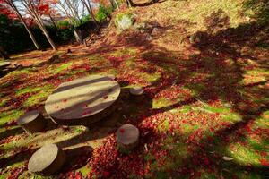 rosso le foglie a kasagiyama momiji parco nel kyoto nel autunno foto