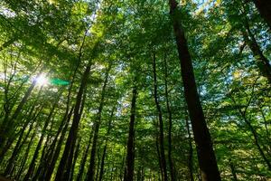 lussureggiante foresta con alto alberi e sole. carbonio netto zero concetto foto