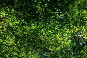 verde le foglie su il alberi nel pieno telaio Visualizza. carbonio netto zero sfondo foto