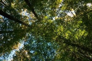 lussureggiante foresta a partire dal sotto nel largo angolo Visualizza. foto