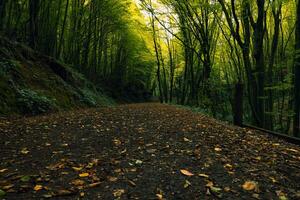 a piedi sentiero o pista nel il foresta a partire dal terra livello nel il autunno foto