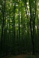 alto alberi nel buio foresta. lunatico lussureggiante foresta Visualizza. foto