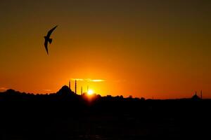 suleymaniye moschea e gabbiano a tramonto. Istanbul silhouette. foto