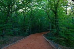 a piedi pista nel il foresta o parco. jog o escursione nel il foresta foto