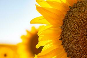 vicino su Visualizza di girasole nel il campo. industriale colture sfondo foto