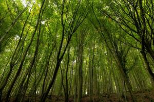 foresta Visualizza. lussureggiante foresta a partire dal dentro. carbonio neutro concetto foto