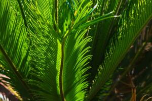 le foglie di cycas rivoluzione o sago palma sfondo foto