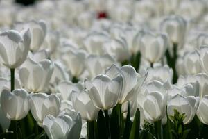 bianca tulipani nel pieno telaio Visualizza. primavera fiori sfondo foto