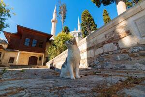 vagante gatto seduta nel il giardino di un' moschea nel Istanbul. Turco cultura foto