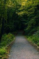 sentiero nel il foresta andando per il buio. pauroso o lunatico foresta Visualizza foto