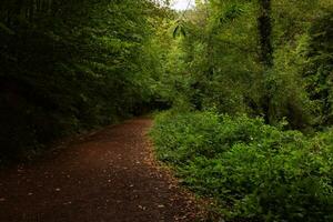 jogging pista nel il foresta nel il autunno. Marrone le foglie su il terra. foto