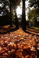 autunno sfondo verticale foto. Marrone le foglie su il terra nel il foresta foto