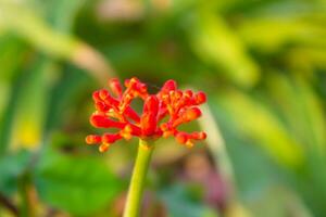 rosso fiore su un' sfocato sfondo foto