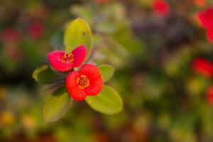 corona di spine rosa fiori per ornamentale giardini nel il cortile foto