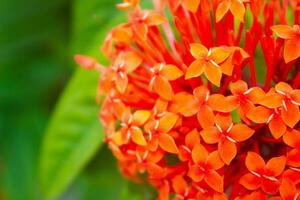 il radiante indiano rongon fiore. il indiano rongon fiore, scientificamente conosciuto come ixora coccinea foto