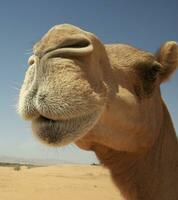cammelli nel deserto foto
