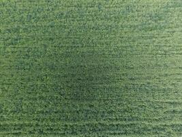 struttura di Grano campo. sfondo di giovane verde Grano su il campo. foto a partire dal il quadricottero. aereo foto di il Grano campo