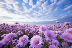 ai generato nuvole al di sopra di viola margherita campo a crepuscolo foto