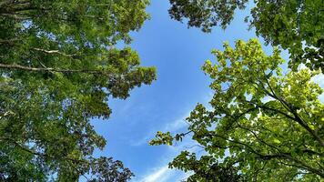 Guarda su Visualizza di verde albero superiore foto