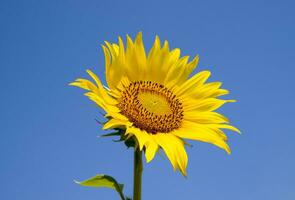 un' fioritura girasole contro un' blu cielo e sole. foto