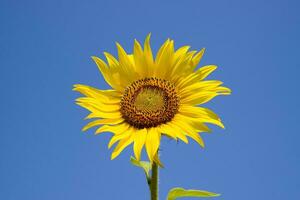 un' fioritura girasole contro un' blu cielo e sole. foto