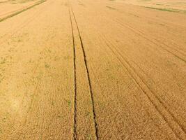 campo di Grano, un' superiore Visualizza foto