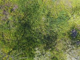 superiore Visualizza di un' fiore radura nel il giardino. denti di leone siamo giallo fiori e altro fiori foto