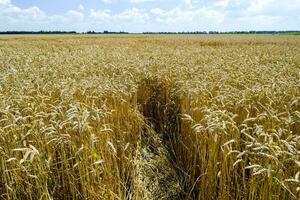 campo di grano foto