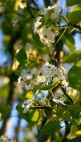 fiorire ciliegia avvicinamento foto