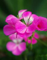 primo piano del fiore rosa foto