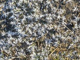 ghiaccio cristalli su un' foresta pavimento nel inverno foto