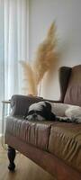 cagnetto affetto nel lussuoso casa Acquista Questo affascinante Immagine di un' cucciolo rilassante su un' pelle divano, aggiungendo calore e stile per il tuo progetti foto