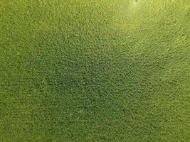 verde Grano nel il campo, superiore Visualizza con un' drone. struttura di Grano verde sfondo. foto