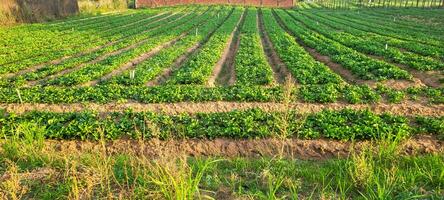 Esplorare il freschezza di natura il Immagine di il rurale giardino con piantato lattughe offerte vitalità e purezza. acquistare esso adesso e portare biologico bellezza per il tuo progetti foto