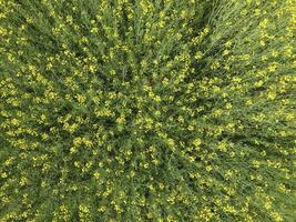 campo di fioritura stupro. superiore Visualizza a partire dal il drone. stupro, un' sideratico pianta con giallo fiori. campo con siderate foto