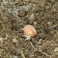 piantare patate nel il giardino foto