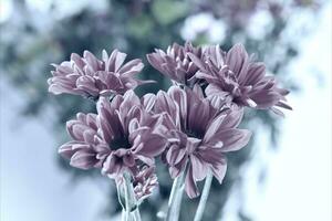 crisantemo koreanum fiore nel falso colore foto