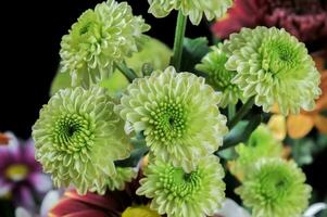 crisantemo morifoglio fiore con verde petali foto