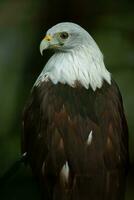 bondolo aquila o haliastur Indus uccello foto