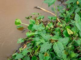 acqua giacinto e acqua spinaci impianti crescere su il banche di il fiume foto