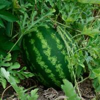 il in crescita anguria nel il campo foto