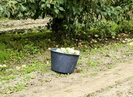 Mela frutteto. righe di alberi e il frutta di il terra sotto t foto