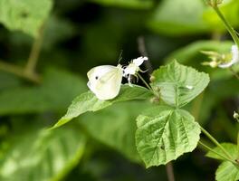 farfalla cavolo impollina un' viola fiore. foto