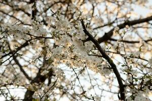 fiorire albicocca fiori nel il primavera foto
