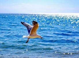 mare gabbiano nel mare foto