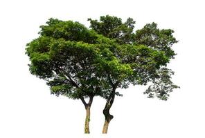 verde albero isolato su bianca sfondo con ritaglio sentiero e alfa canale. foto