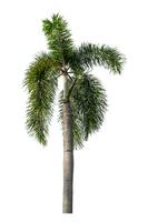 verde palma albero isolato su bianca sfondo con ritaglio sentiero e alfa canale. foto