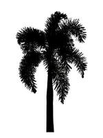 palma albero silhouette su bianca sfondo con ritaglio sentiero e alfa canale. foto