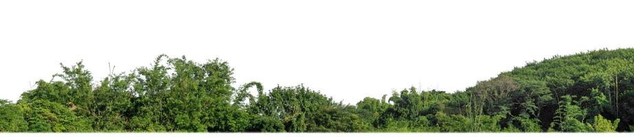 verde alberi isolato siamo foresta su bianca sfondo, alto risoluzione. foto